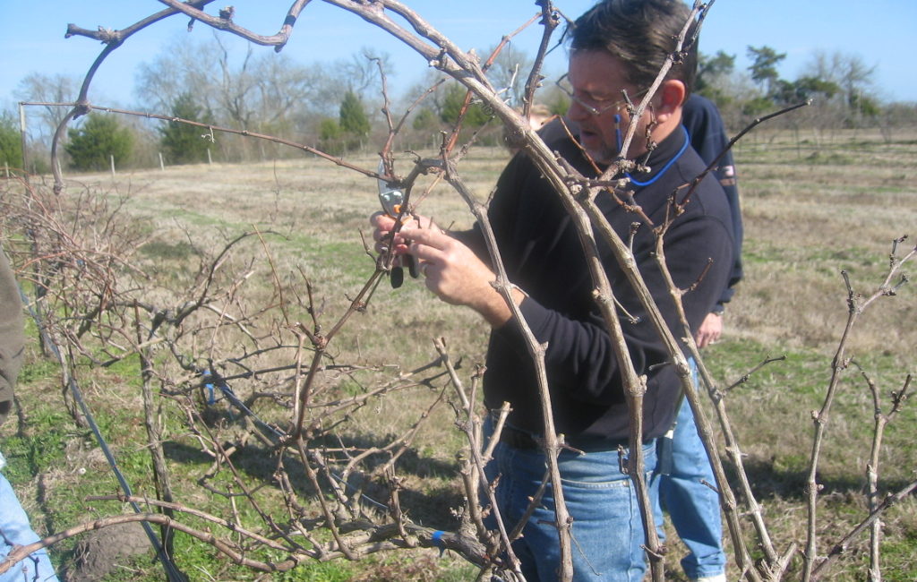 Pruning is now underway in Texas vineyards