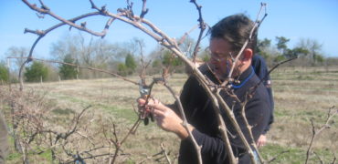 Pruning is now underway in Texas vineyards