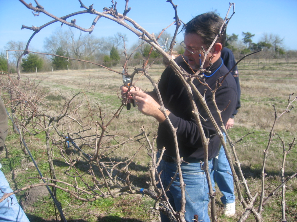 Pruning is now underway in Texas vineyards