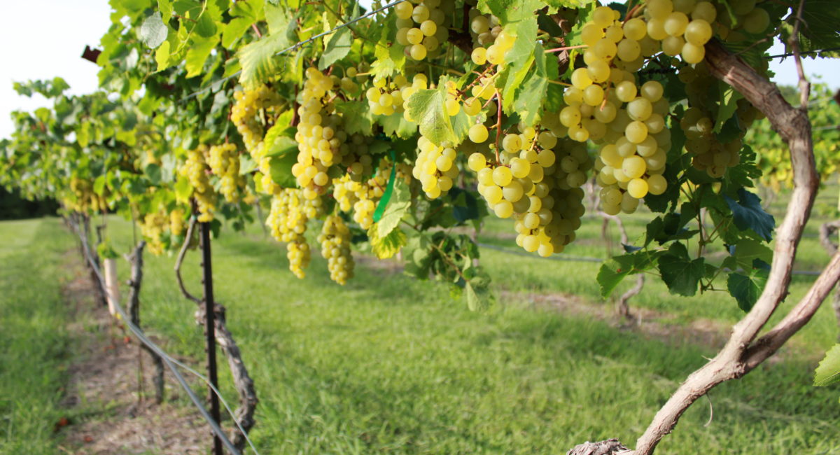 Blanc du Bois Grapes at Bernhardt Winery