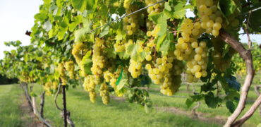 Blanc du Bois Grapes at Bernhardt Winery