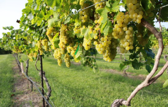 Blanc du Bois Grapes at Bernhardt Winery
