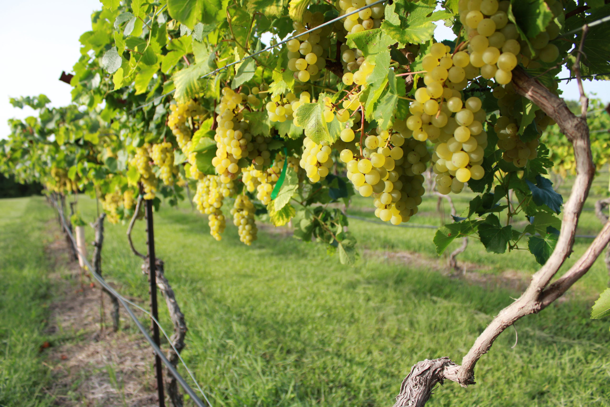 Blanc du Bois Grapes at Bernhardt Winery